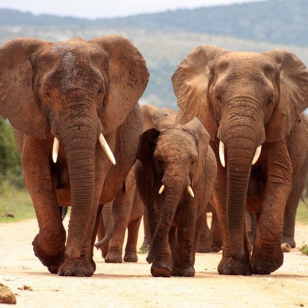 A herd of elephant on the move and walking towards the camera. South Africa