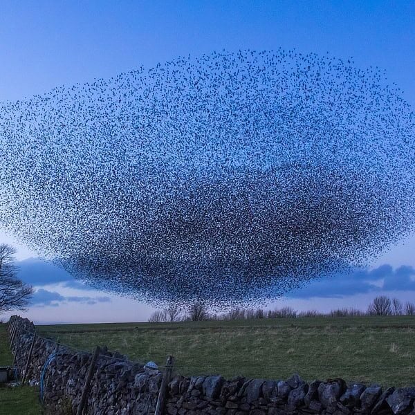 Starlings grouping together at dusk
